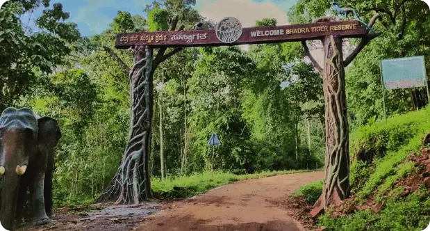Bhadra Tiger Reserve (Muthodi Safari)